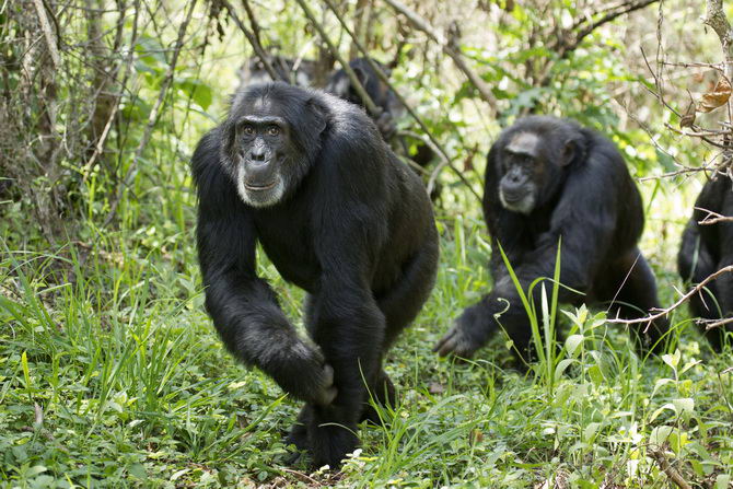 14 Chimpanzes rivaux